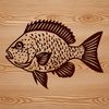 Wild Crappie Illustration A detailed illustration of a wild Crappie fish.