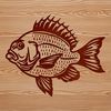 A detailed illustration of a freshwater fish species commonly found in North American lakes and rivers.