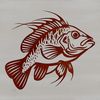 A detailed illustration of a freshwater fish with a distinctive pattern on its scales.