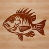 Simple Fish Illustration An illustration of a Crappie fish in simple vector lines.