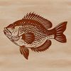A detailed illustration of a Crappie fish species, suitable for vector graphics.