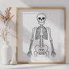 Standing Skeleton DXFs - Free Commercial Use