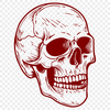 Free Beautiful Skull - Free PNG Download, Commercial Use