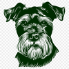 Beautiful Miniature Schnauzer DXF