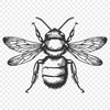 Free Bee In SVG - For Free Download, Commercial Use