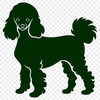 Stunning Standing Poodle PNG