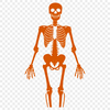 Skeleton Design In PNG & SVG - Free Digital Download