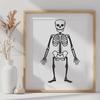 Standing Skeleton PNG - Digital Drawing For Commercial Use