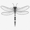 Customizable Dragonfly SVG Image A colorful dragonfly with transparent wings for easy customization in vector art designs.