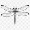 A detailed illustration of a dragonfly with iridescent wings.