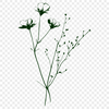 Beautiful Wild Flower - PDF For Commercial Use