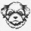 Stunning Shih Tzu Drawing