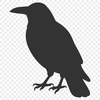 A detailed vector illustration of a Crow with sharp features.