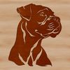 A regal Boxer dog breed with a distinctive head shape and floppy ears.