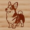 A small Corgi breed dog standing on a plain background.