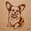 A small dog breed, the corgi, sitting on its hind legs with ears perked up.