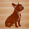 Adorable Boston Breed Dog Silhouette A sitting Boston Terrier breed dog animal silhouette in vector design format.