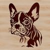 Boston Terrier Breed Portrait A portrait of a Boston Terrier breed dog with distinctive head features.