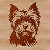 Tiny Terrier Face A small dog breed with a distinctive head shape and appearance.