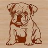 A sitting Bulldog breed dog with wrinkled skin and distinctive facial features.