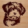 Fluffy Havanese Dog Breed A small breed dog with a fluffy coat and erect ears, commonly kept as pets.