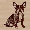 Friendly Boston Terrier Breed A sitting Boston Terrier breed dog with distinctive markings and facial features.