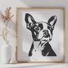 Boston Breed Dog Illustration Detailed head shot of a Boston Terrier dog breed