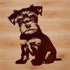 Adorable Miniature Schnauzer Pup Relaxing A small dog breed, the miniature schnauzer, sitting in a relaxed pose.