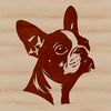 A stylized illustration of a Boston Terrier dog's head in vector format.