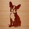 A sitting Boston Terrier, a popular dog breed known for its affectionate nature.