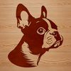 Cute Dog Face Vector Illustration A digital illustration of a happy Boston Terrier's head in vector format.