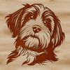 Lovely Havanese Dog Face Illustration A high-quality digital illustration of a Havanese dog's head.