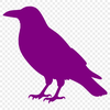 A black bird with a distinctive call and intelligence, often associated with mystery and magic.