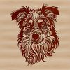 A detailed illustration of an Australian Shepherd's head, showcasing the breed's distinctive features.