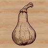 A high-quality illustration of a squash vegetable in its various forms.