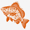 Unique Crappie Digital Drawing SVG - Free Download