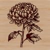 Blooming Beauty in Watercolor Style A detailed, hand-drawn illustration of a blooming chrysanthemum flower, suitable for use in gardening designs or as clip art.