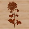 Detailed Chrysanthemum Floral Design A highly detailed, scalable vector graphic of a blooming chrysanthemum flower.