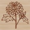 A stylized illustration of a single chrysanthemum flower in various colors.