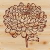 Vibrant Blooming Florals A detailed illustration of a blooming Chrysanthemum flower in full color, suitable for vector graphic designs.