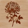 Free Floral SVG Illustration A detailed illustration of a chrysanthemum flower, suitable for vector design.