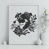 Beautiful Australian Shepherd In PNG Format