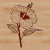 A colorful floral illustration of a Hibiscus plant with large showy flowers.