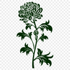 Chrysanthemum In PNGs - Free Commercial Use License