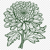 Chrysanthemum In PDF Format - Free Digital Download, Commercial Use