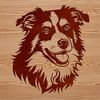 Lovely Australian Shepherd Dog Breed Portrait A portrait of a medium-sized Australian Shepherd with a distinctive head shape and erect ears.