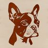 A digital illustration of a Boston Terrier's head, created as a vector graphic.
