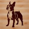 Boston Terrier Portrait in Upright Pose A small breed dog with a distinctive appearance, standing upright on its hind legs.