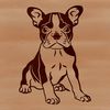 Vector illustration of a charming seated canine companion. A sitting Boston Terrier breed dog portrait in vector format.