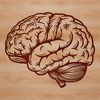 Detailed Human Brain SVG Vector Detailed anatomical illustration of the human brain, suitable for educational or professional use.